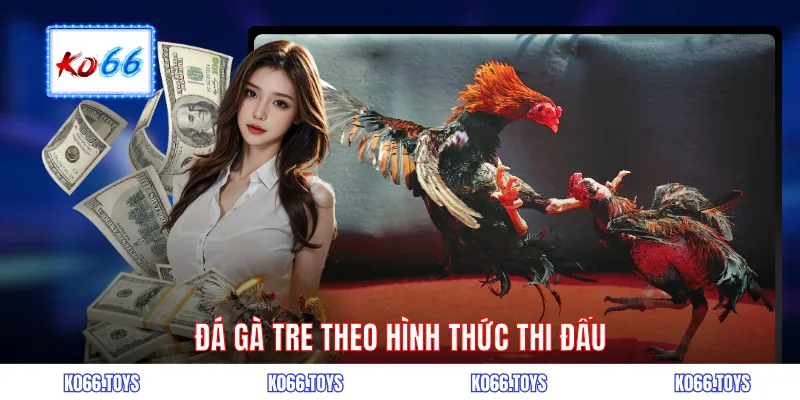 Đá gà tre theo hình thức thi đấu